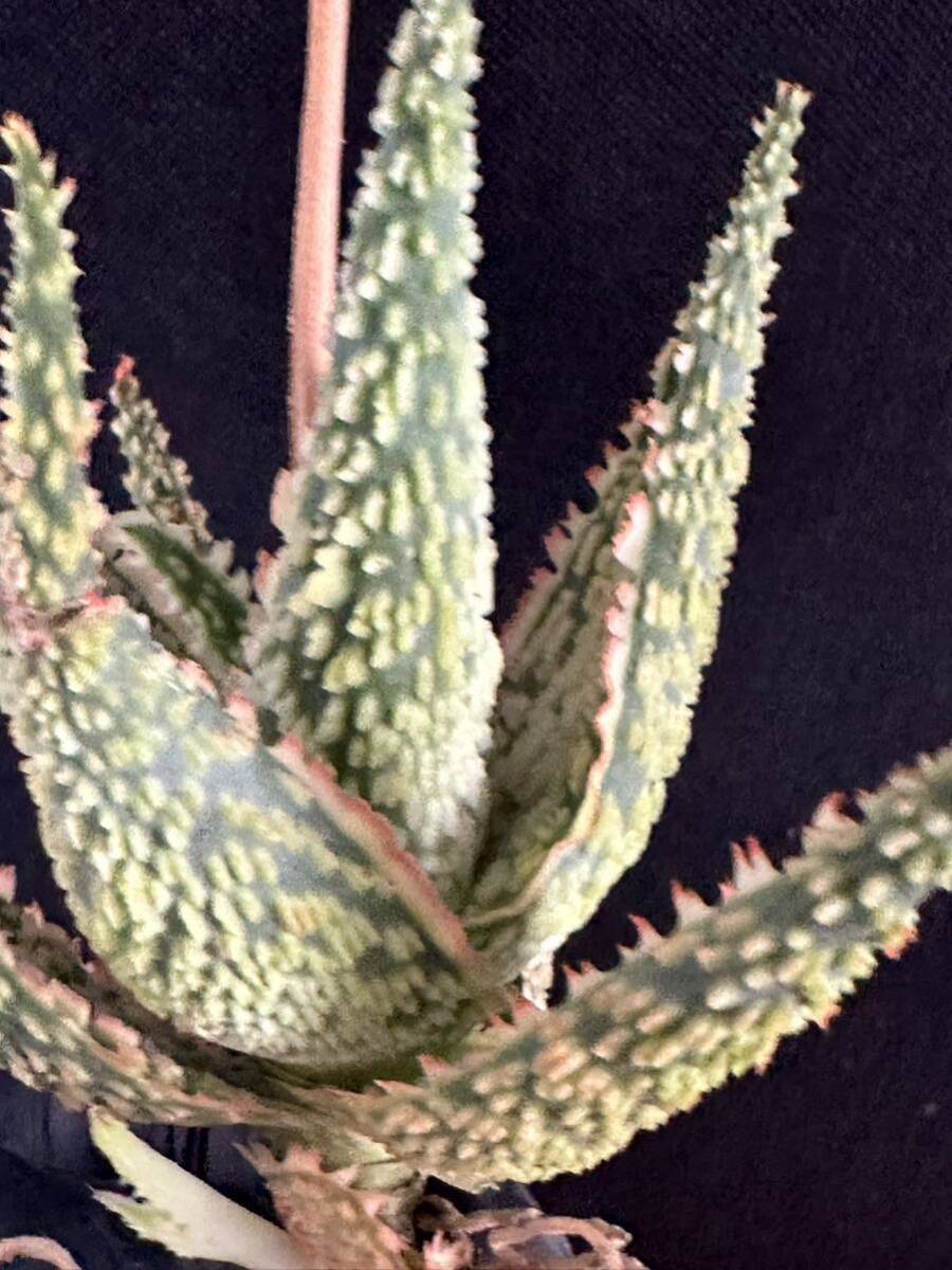No.678 特選 アロエ ハイブリッド 実生 多肉植物 Aloe hybrid _画像8