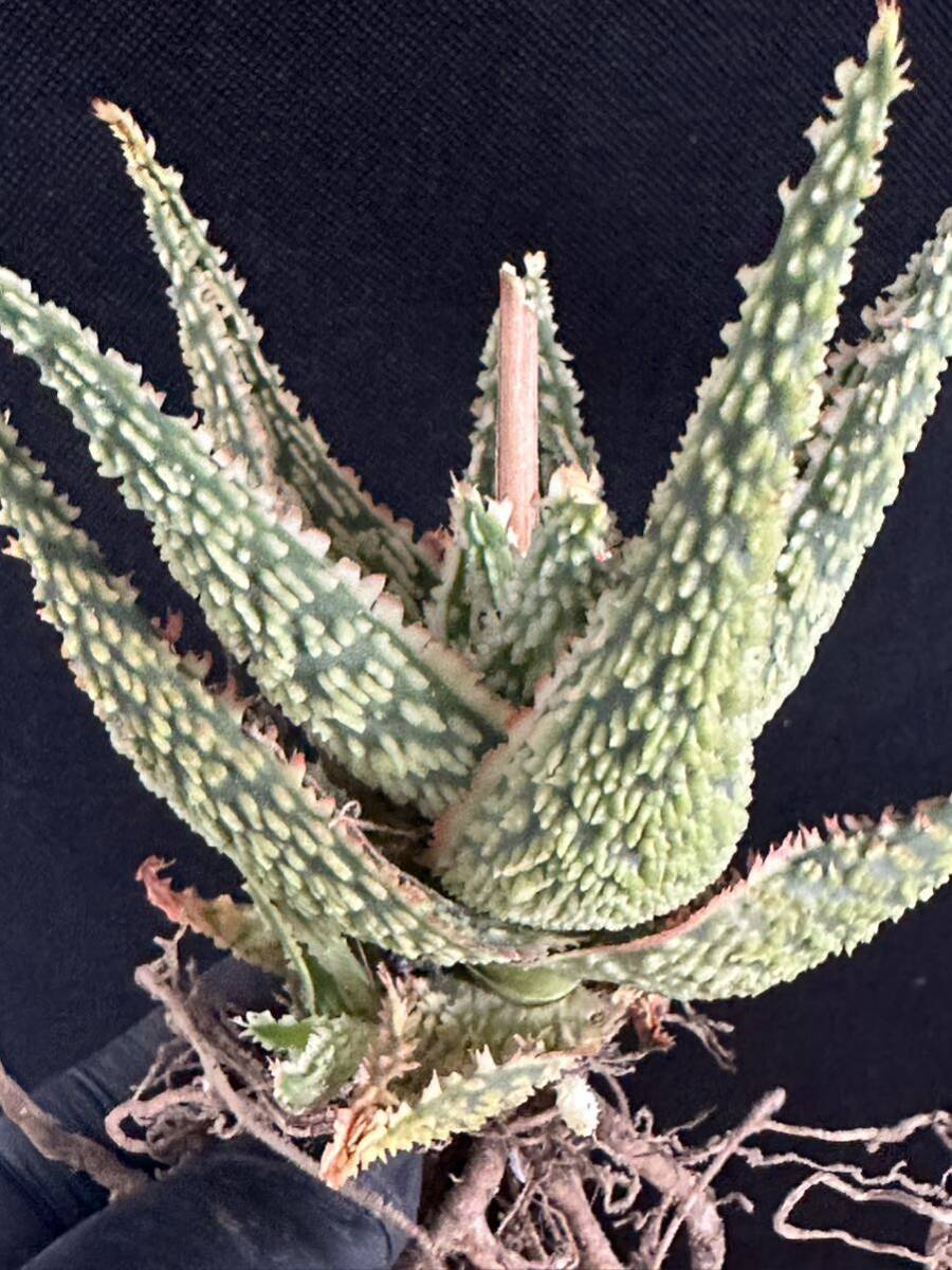 No.666 特選 アロエ ハイブリッド 実生 多肉植物 Aloe hybrid の画像6