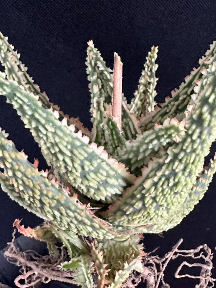 No.666 特選 アロエ ハイブリッド 実生 多肉植物 Aloe hybrid _画像7