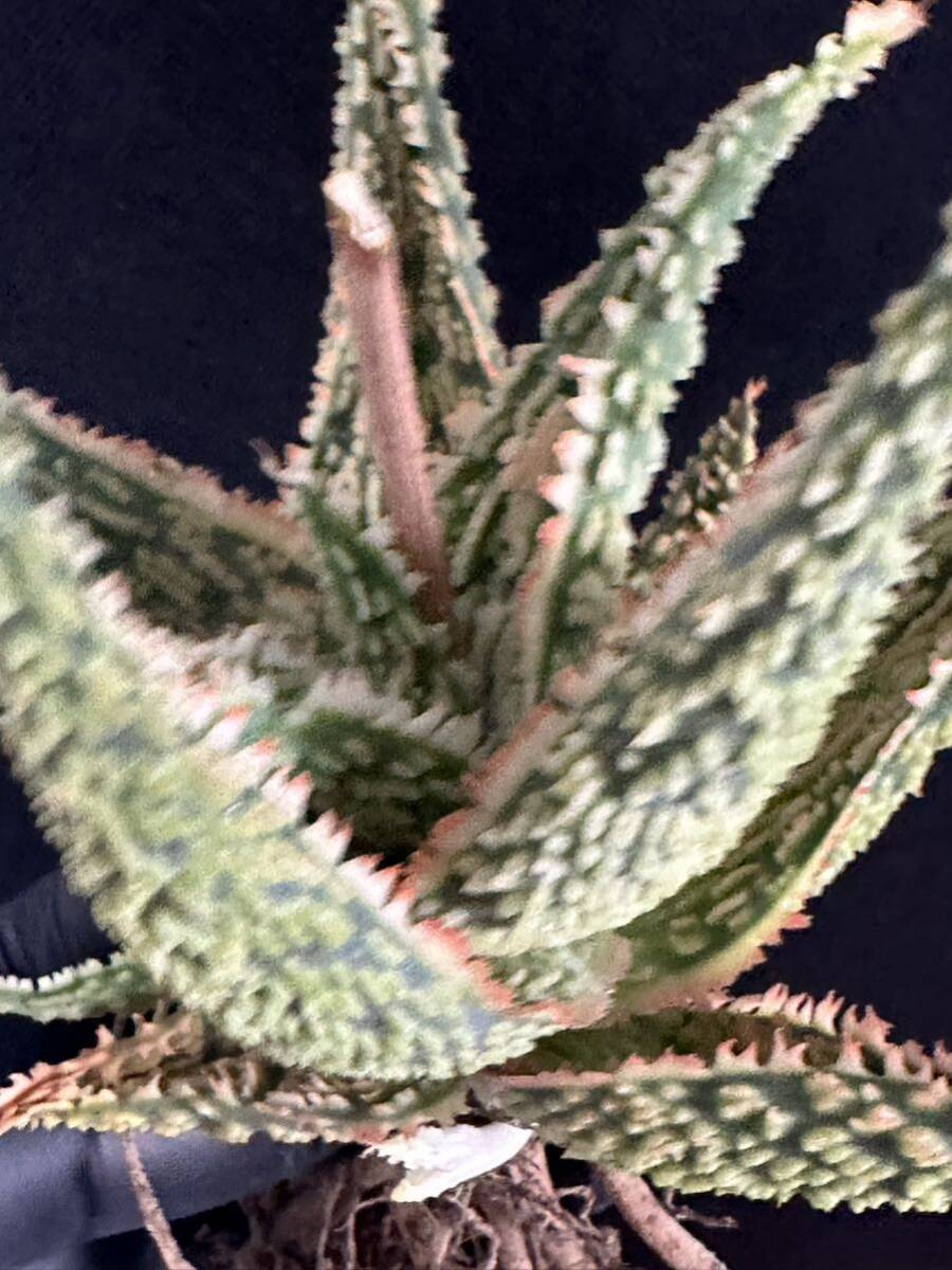 No.666 特選 アロエ ハイブリッド 実生 多肉植物 Aloe hybrid の画像8