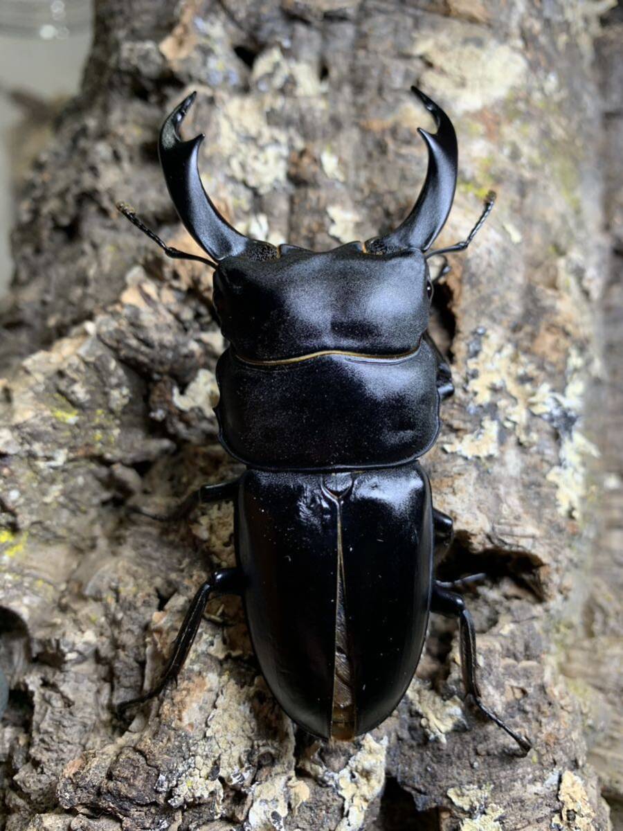 【INSECT CROWN】シェンクリングオオクワガタ　79mm B品ペア_画像2