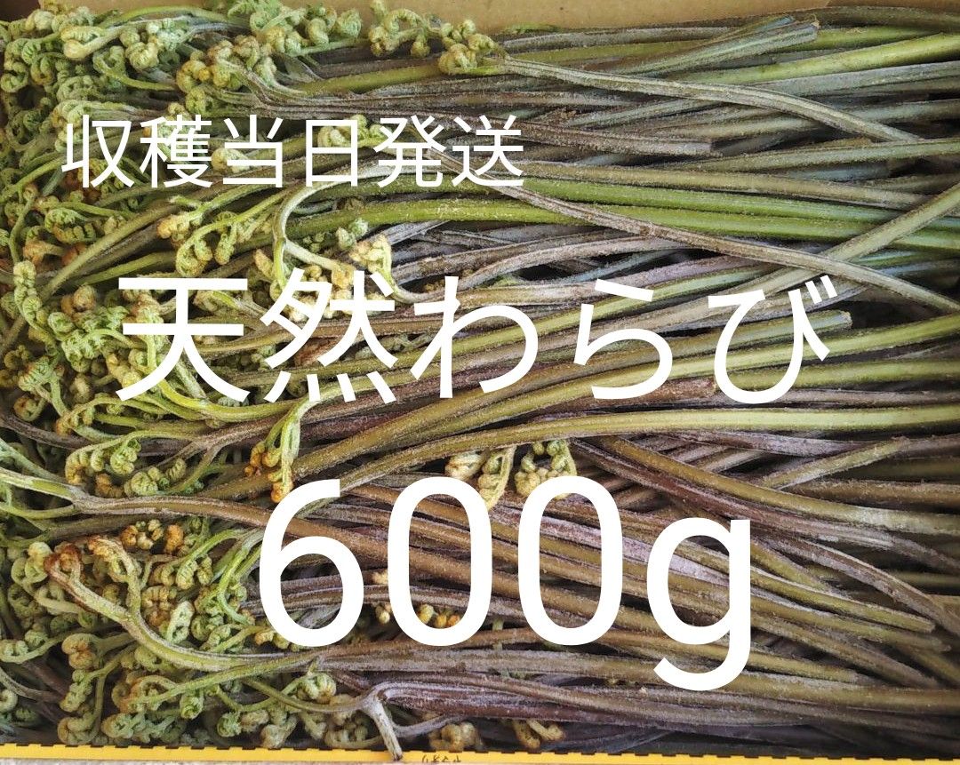 予約収穫 極新鮮 天然わらび600g|Yahoo!フリマ(旧PayPayフリマ) 予約収穫 極新鮮 天然わらび600g|Yahoo!フリマ(旧PayPayフリマ)