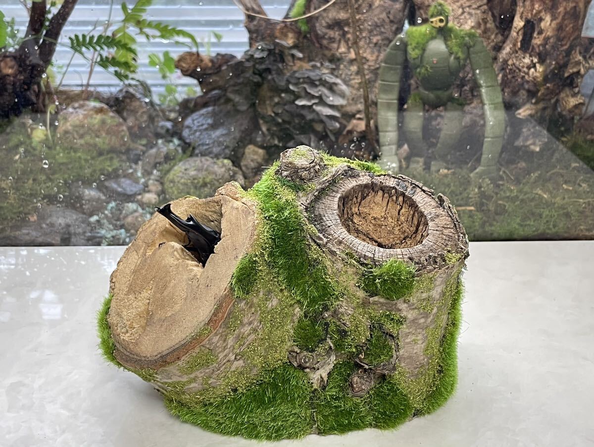【KAZUOKI天然木】新感覚『ジオラマ風シリーズNo.111』【森のシェルター】昆虫・爬虫類隠れ家に！_ズッシリ安定してます。