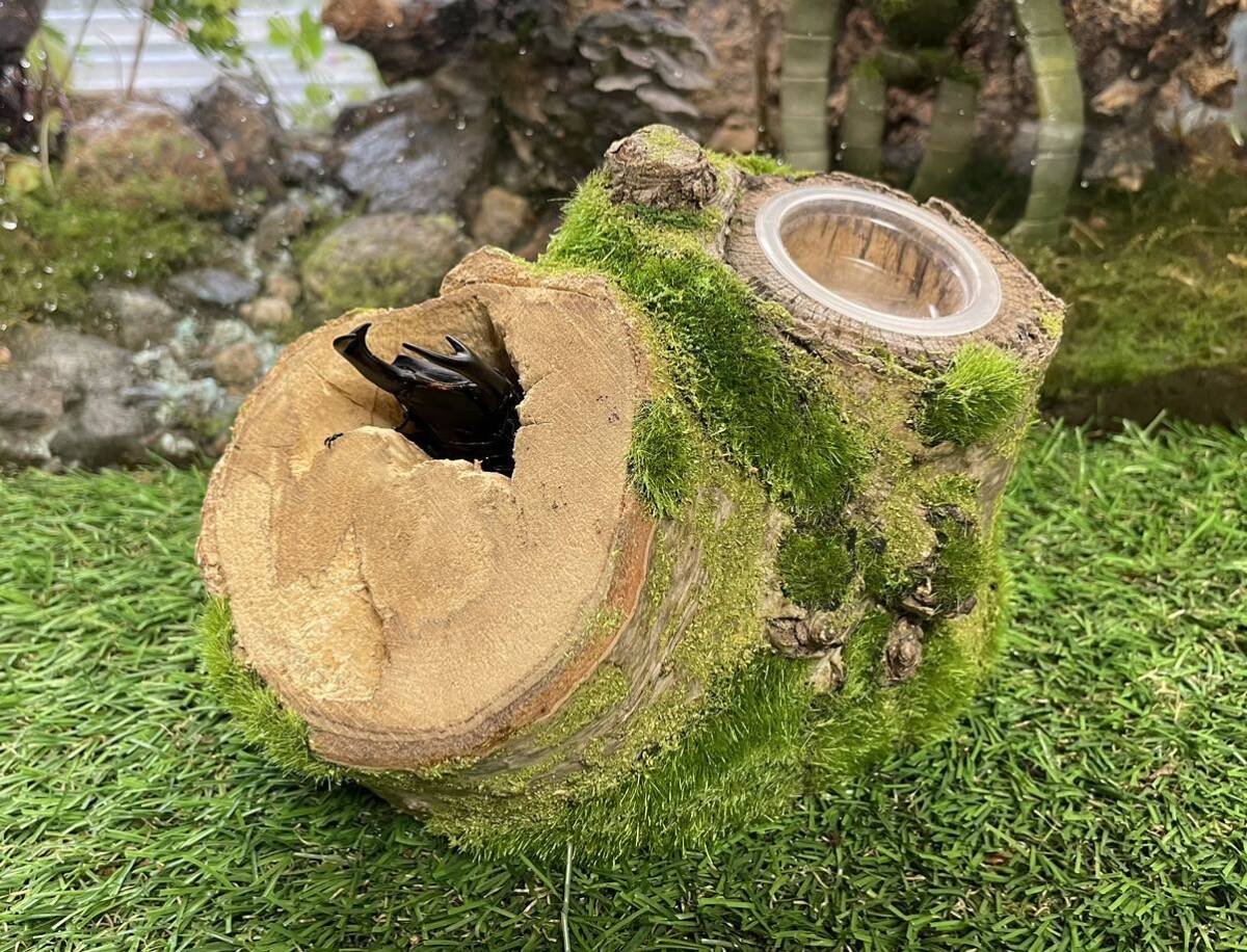 【KAZUOKI天然木】新感覚『ジオラマ風シリーズNo.111』【森のシェルター】昆虫・爬虫類隠れ家に！_モデル♂佐賀くん82です