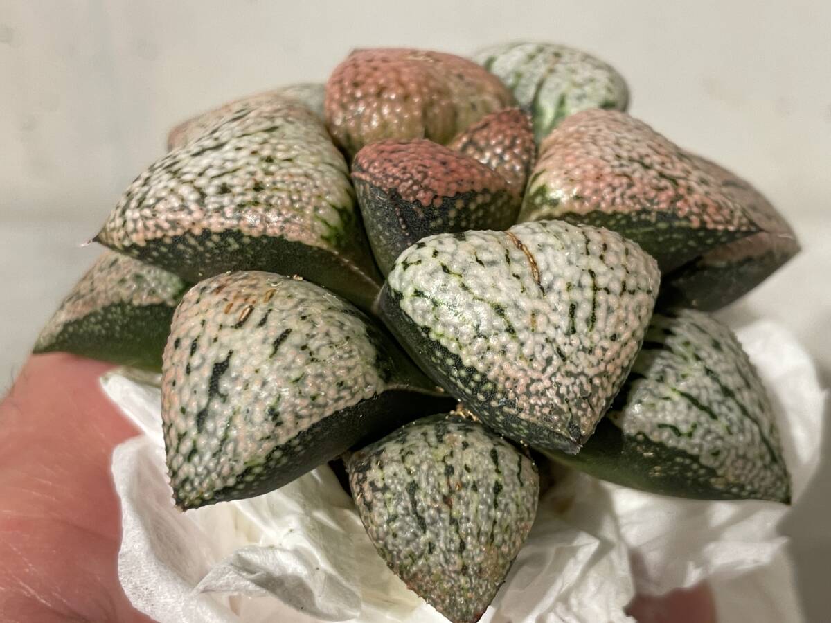 Plant■紅葉 ピクタ/ハオルチア ハオルシア Haworthia/W7.8cm■塊根植物/観葉植物/コーデックス/サボテン/多肉植物_画像5