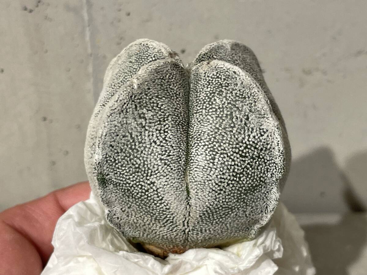 Plant■白鸞鳳玉ランポー玉 アストロフィツムAstrophytum coahuilense f. 四角/W6.2cm■塊根植物/観葉植物/コーデックス/サボテン/多肉植物_画像3