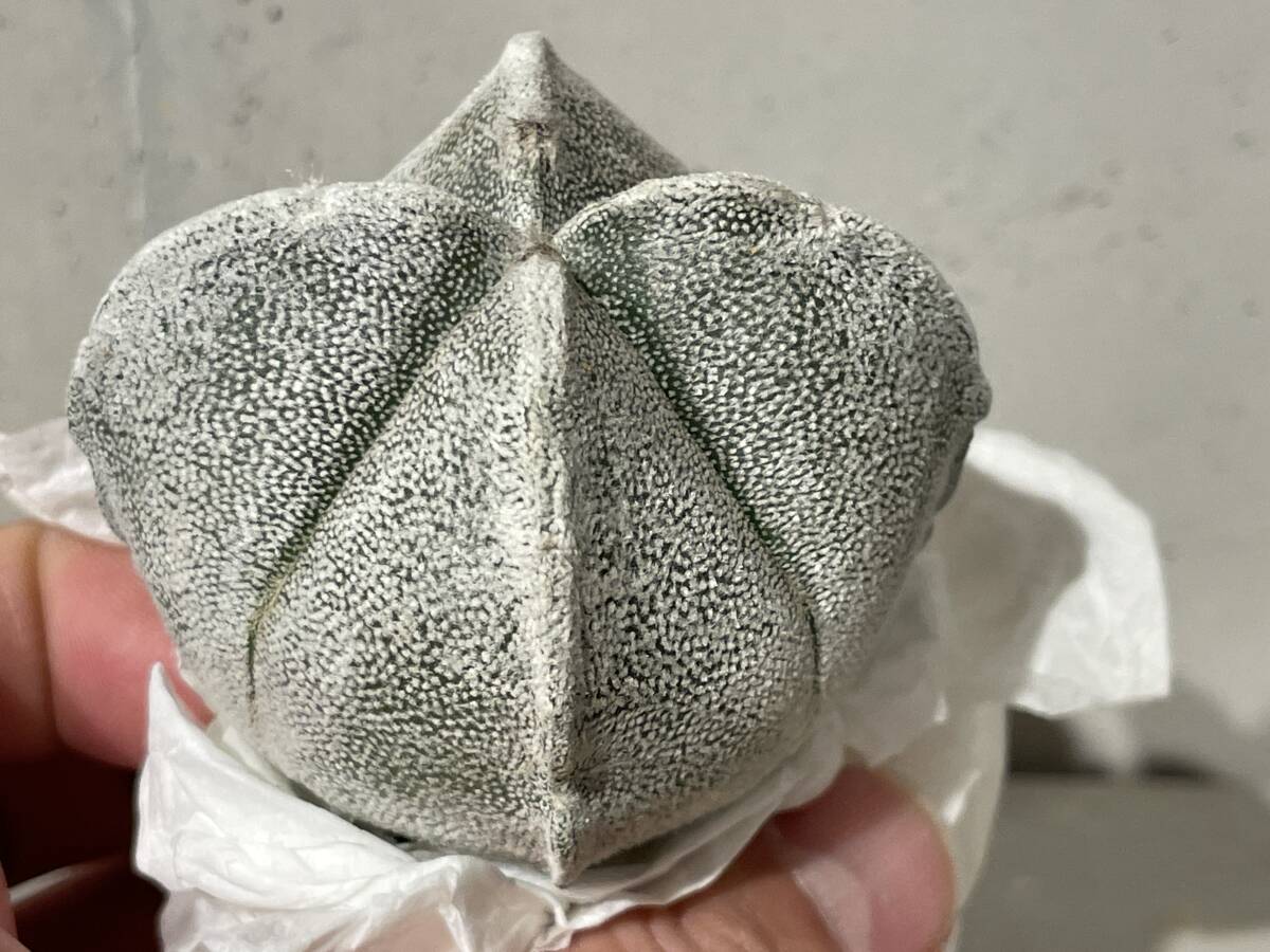 Plant■白鸞鳳玉ランポー玉 アストロフィツムAstrophytum coahuilense f. 四角/W6.2cm■塊根植物/観葉植物/コーデックス/サボテン/多肉植物_画像4