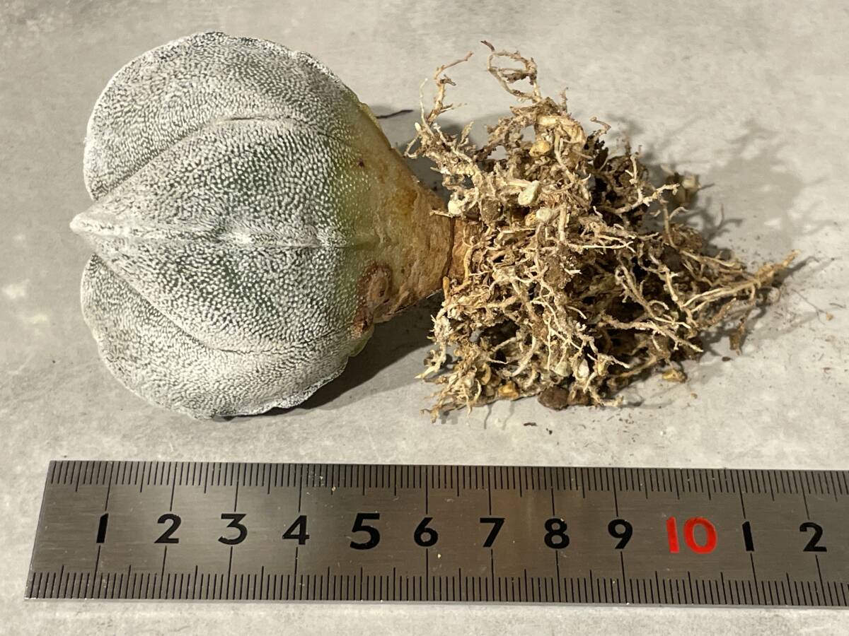 Plant■白鸞鳳玉ランポー玉 アストロフィツムAstrophytum coahuilense f. 四角/W6.2cm■塊根植物/観葉植物/コーデックス/サボテン/多肉植物_画像10