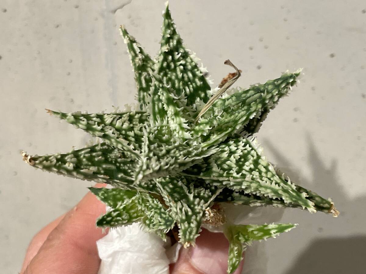 Plant■アロエ ハイブリッド 子株付 Aroe Hybrid W8.3cm■塊根植物/観葉植物/コーデックス/サボテン/多肉植物の画像5