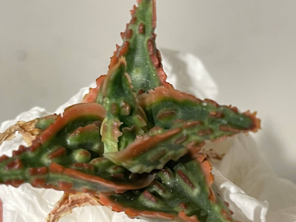 Plant■アロエ ハイブリッド Aloe Hybrid W4cm■塊根植物/観葉植物/コーデックス/サボテン/多肉植物②の画像2