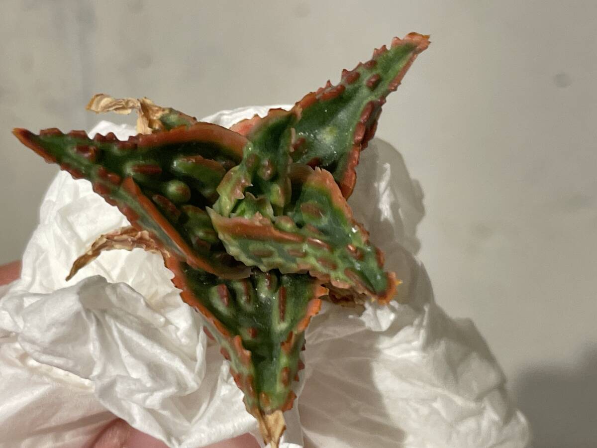 Plant■アロエ ハイブリッド Aloe Hybrid W4cm■塊根植物/観葉植物/コーデックス/サボテン/多肉植物②の画像7