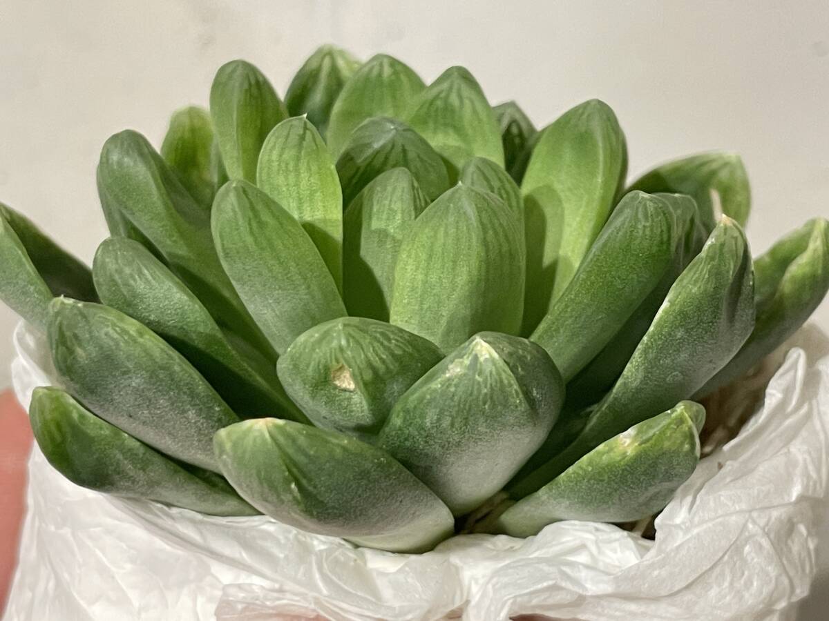 Plant■ハオルチア シンビフォルミス/ホワイトローザ2株 ハオルシアHaworthia 全3株■塊根植物/観葉植物/コーデックス/サボテン/多肉植物_画像8