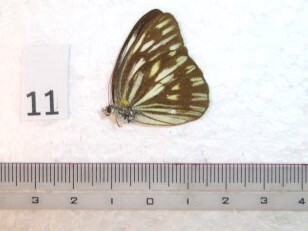 蝶三角紙標本 Mt.Gedeの蝶 ⑪ インドネシア産 1ex の画像1