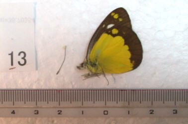 蝶三角紙標本 Mt.Gedeの蝶 ⑬ インドネシア産 1ex の画像1