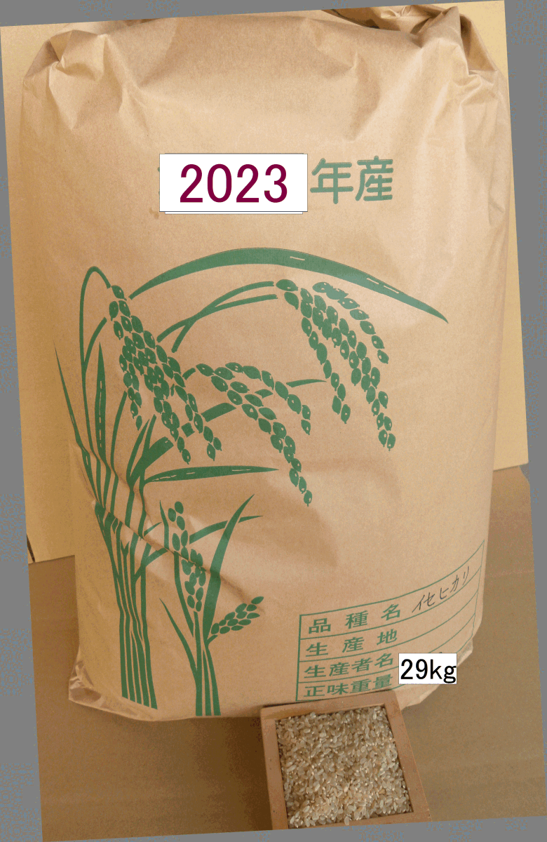 農薬未使用 イセヒカリ29k 玄米 No15の画像3
