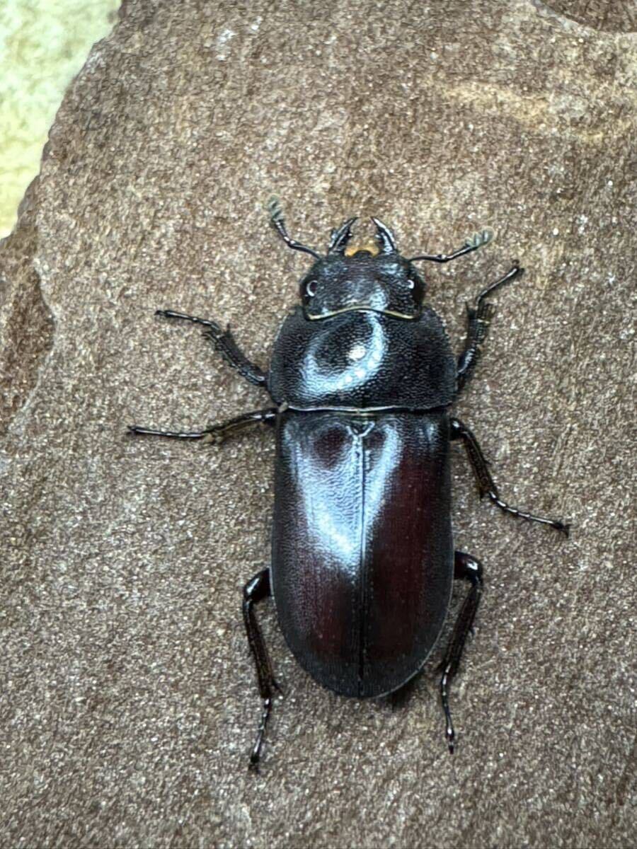 メリアヌスコクワガタ　ペア　後食済み　5/4土曜日発送限定です。　_画像4