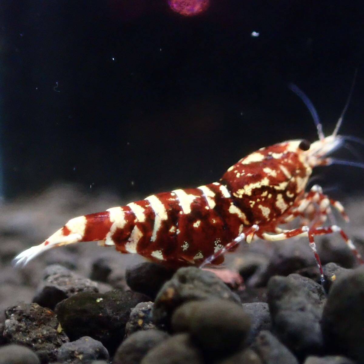 【Veraus-shrimp】抱卵1+雄1匹 No.Ⅰ/16mm程度/若個体/レッドギャラクシーの画像2