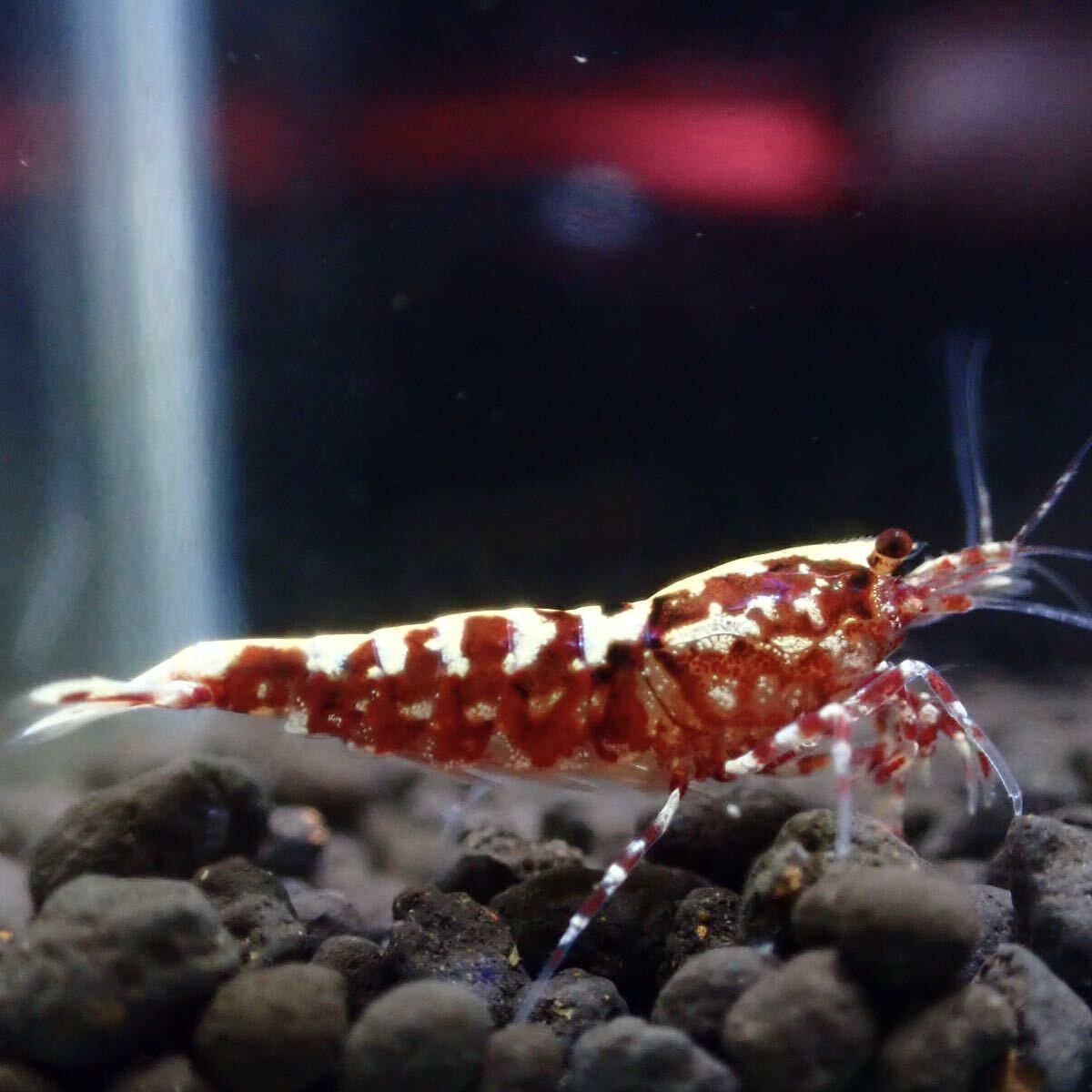 【Veraus-shrimp】抱卵1+雄1匹 No.Ⅰ/16mm程度/若個体/レッドギャラクシーの画像7