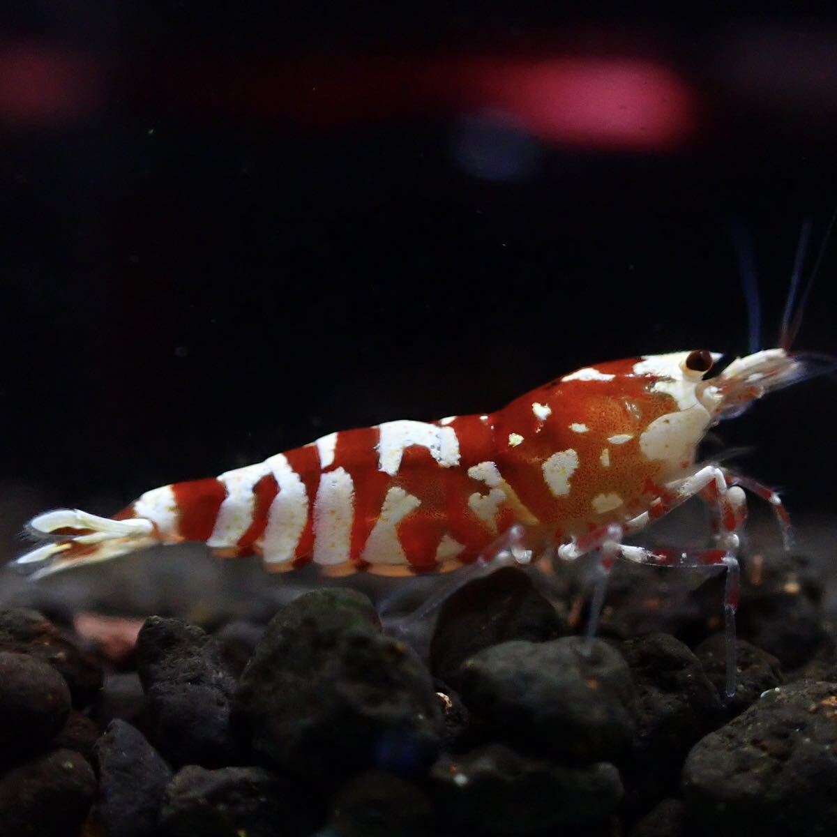 【Veraus-shrimp】雌1匹+雄1匹　No.Ⅰ/16mm程度/レッドファンシータイガー_画像2
