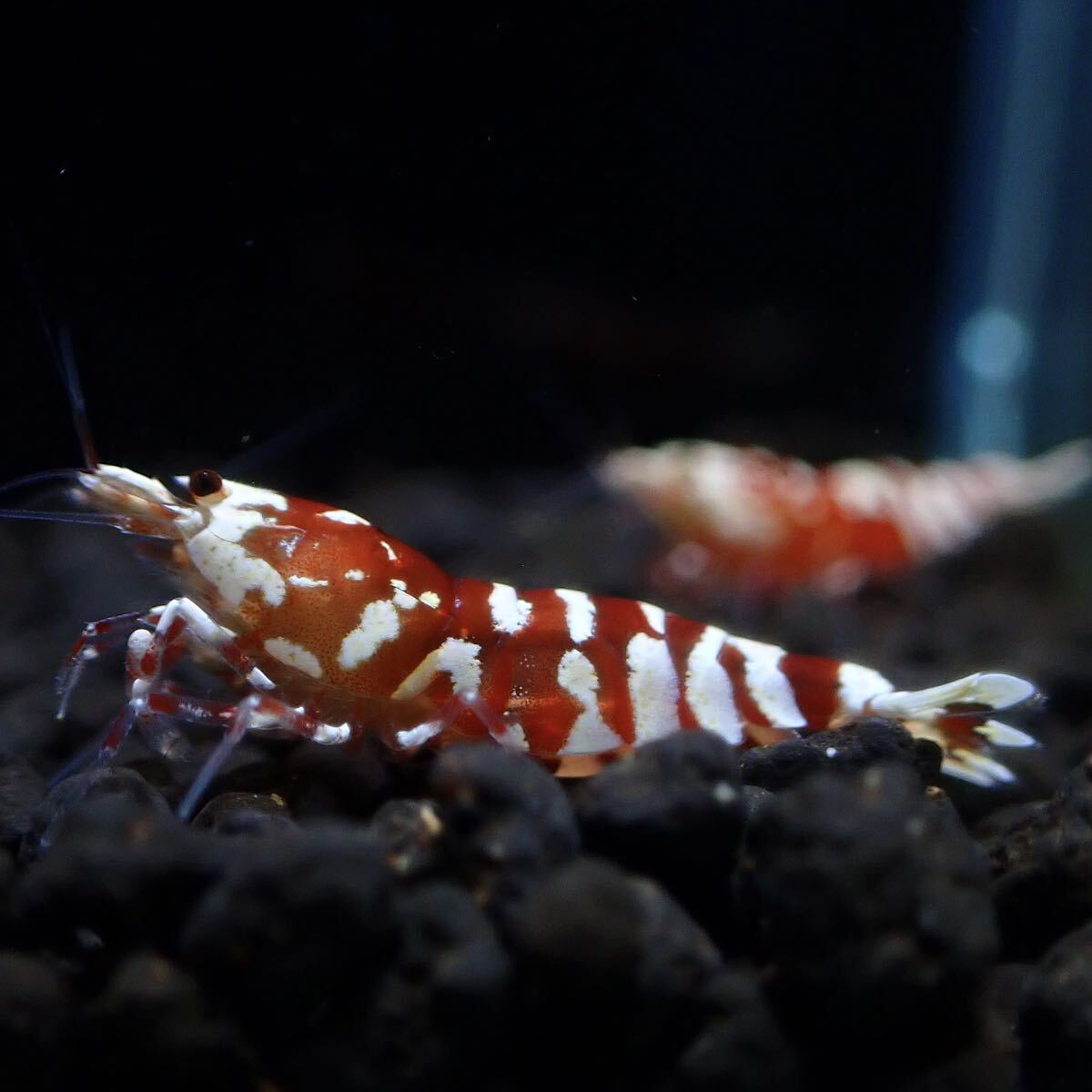 【Veraus-shrimp】雌1匹+雄1匹　No.Ⅰ/16mm程度/レッドファンシータイガー_画像6
