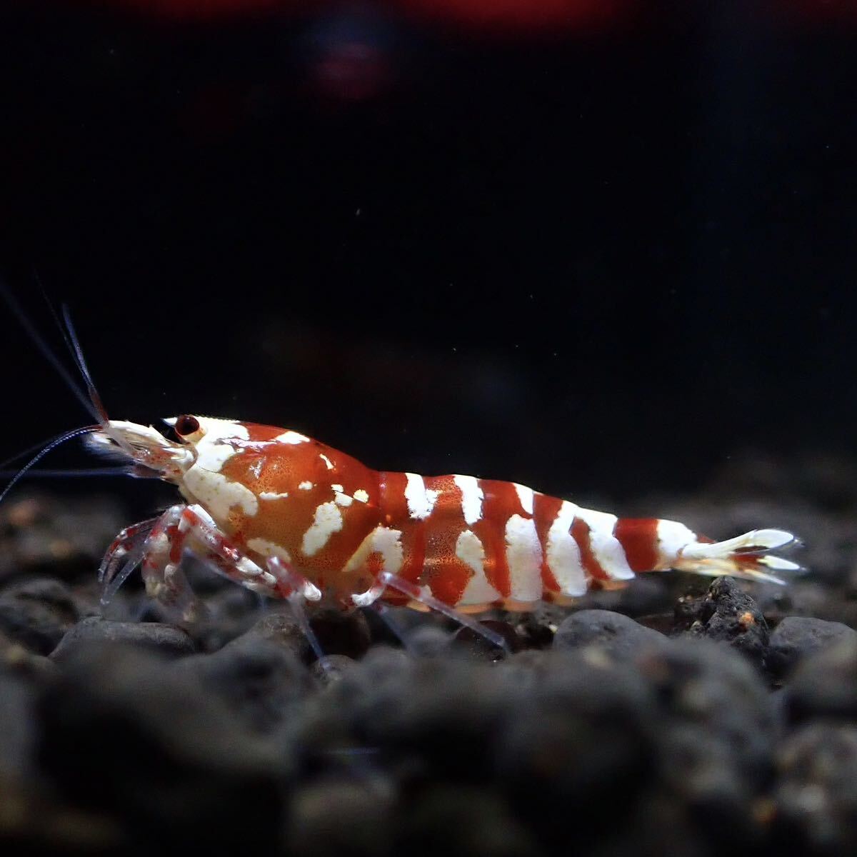 【Veraus-shrimp】雌1匹+雄1匹　No.Ⅰ/16mm程度/レッドファンシータイガー_画像4
