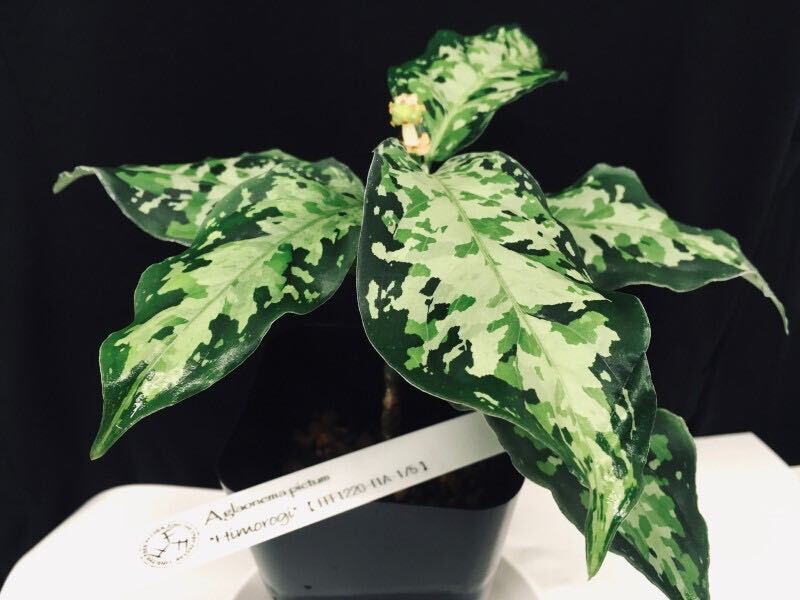 Aglaonema pictum ”Himorogi” 【FFF1220-f1A-1/5】 厳選交配良株_親株表現になります。