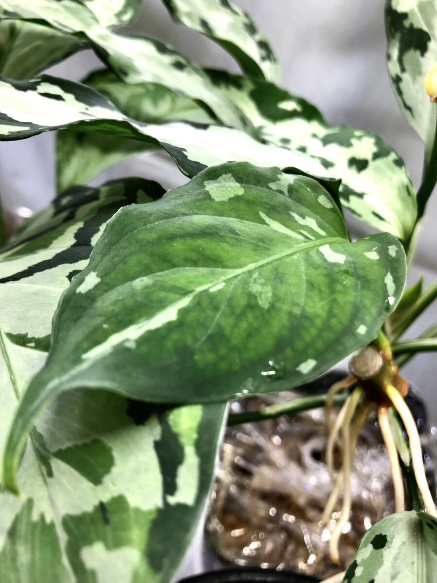 Aglaonema pictum tricolor “Deep Forest” アグラオネマ ディープフォレスト 厳選良株の画像2