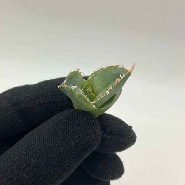 Lize 血統 株 アガベ チタノタ 大白鯊 ホホジロザメ Agave Titanota カキコ 子株 台湾産 の画像9