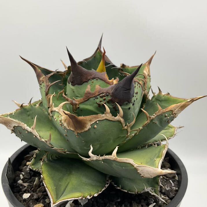 星空　Starry sky アガベ チタノタ 子株　Agave titanota 豆豆龍系列　ブツブツ　台湾　胴切り子株_画像1