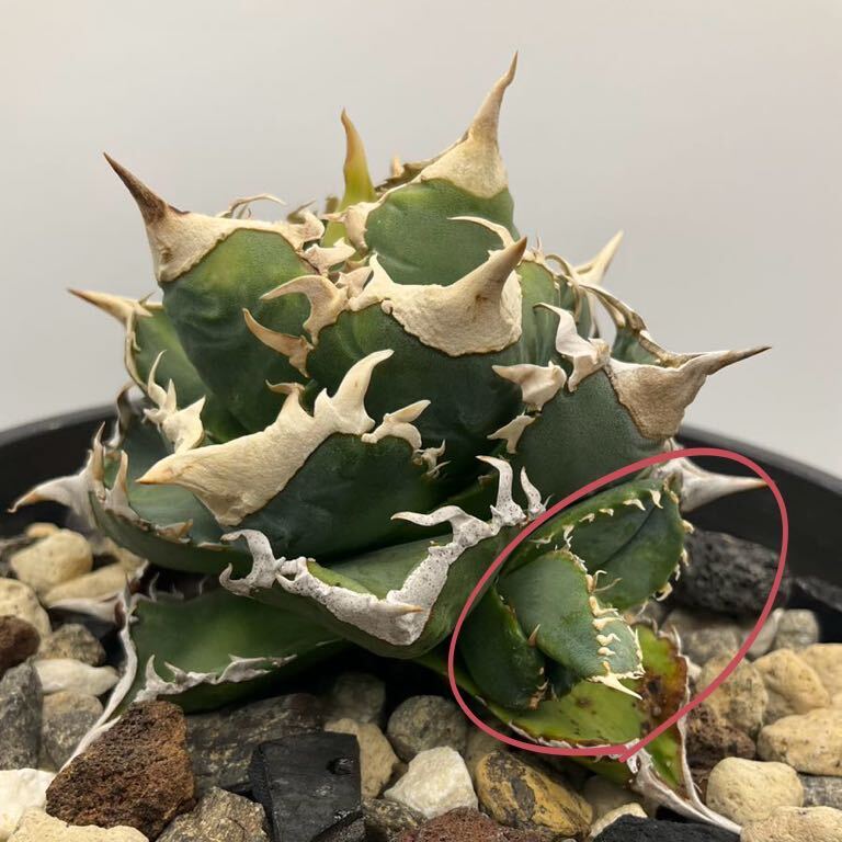 Lize 血統 株 アガベ チタノタ 大白鯊 ホホジロザメ Agave Titanota カキコ 子株 台湾産 の画像1