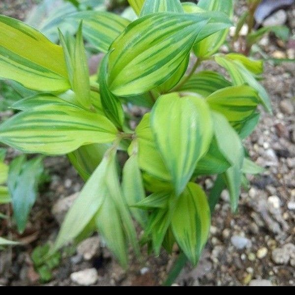 山野草 斑入りチゴユリ