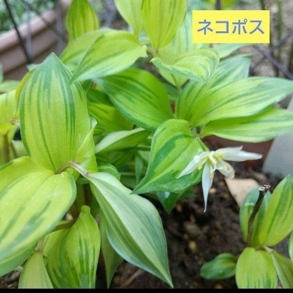 山野草 斑入りチゴユリ