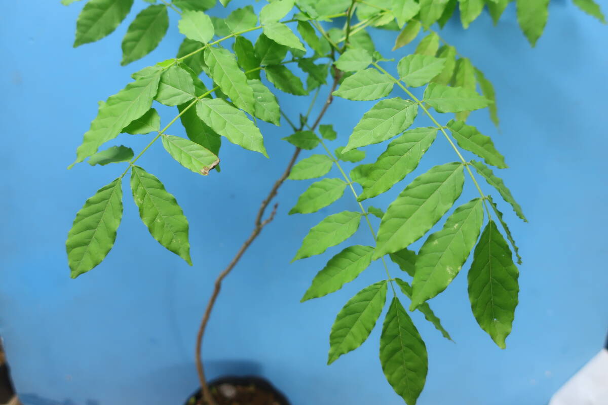  wistaria -2406 seedling .. wisteria trellis . bonsai . a bit largish 