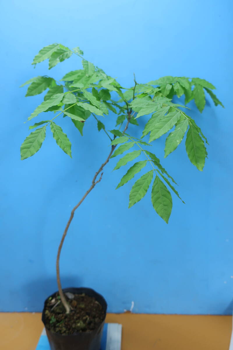  wistaria -2406 seedling .. wisteria trellis . bonsai . a bit largish 