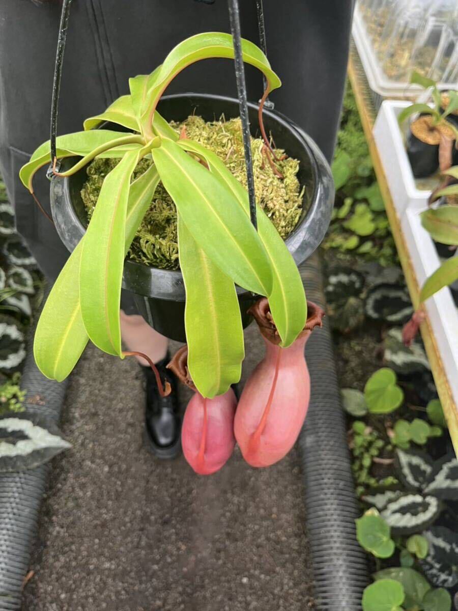 （食虫植物）Nepenthes ventricosa(Sierra Madre Range)VL ネペンテス ベントリコーサの画像2