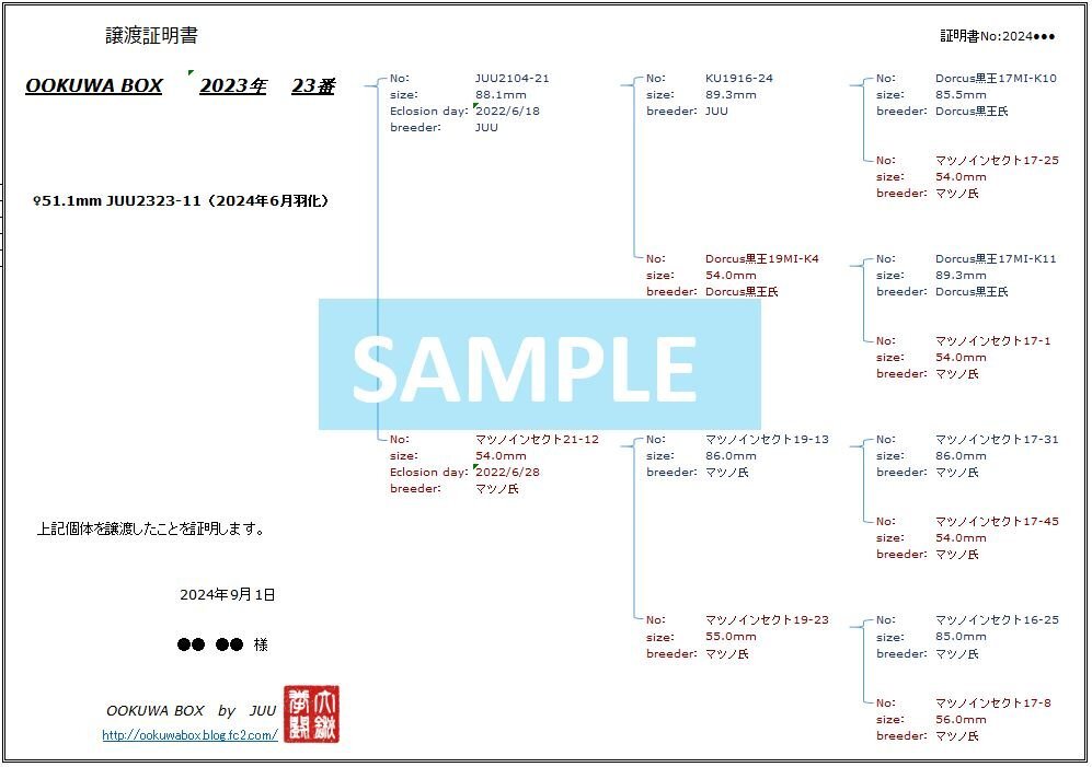 【OOKUWA BOX】【23年ブリード早期羽化】久留米市産オオクワガタ 23年23番 ♀単品 51.1mm_OOKUWA BOX 23-23 系統図