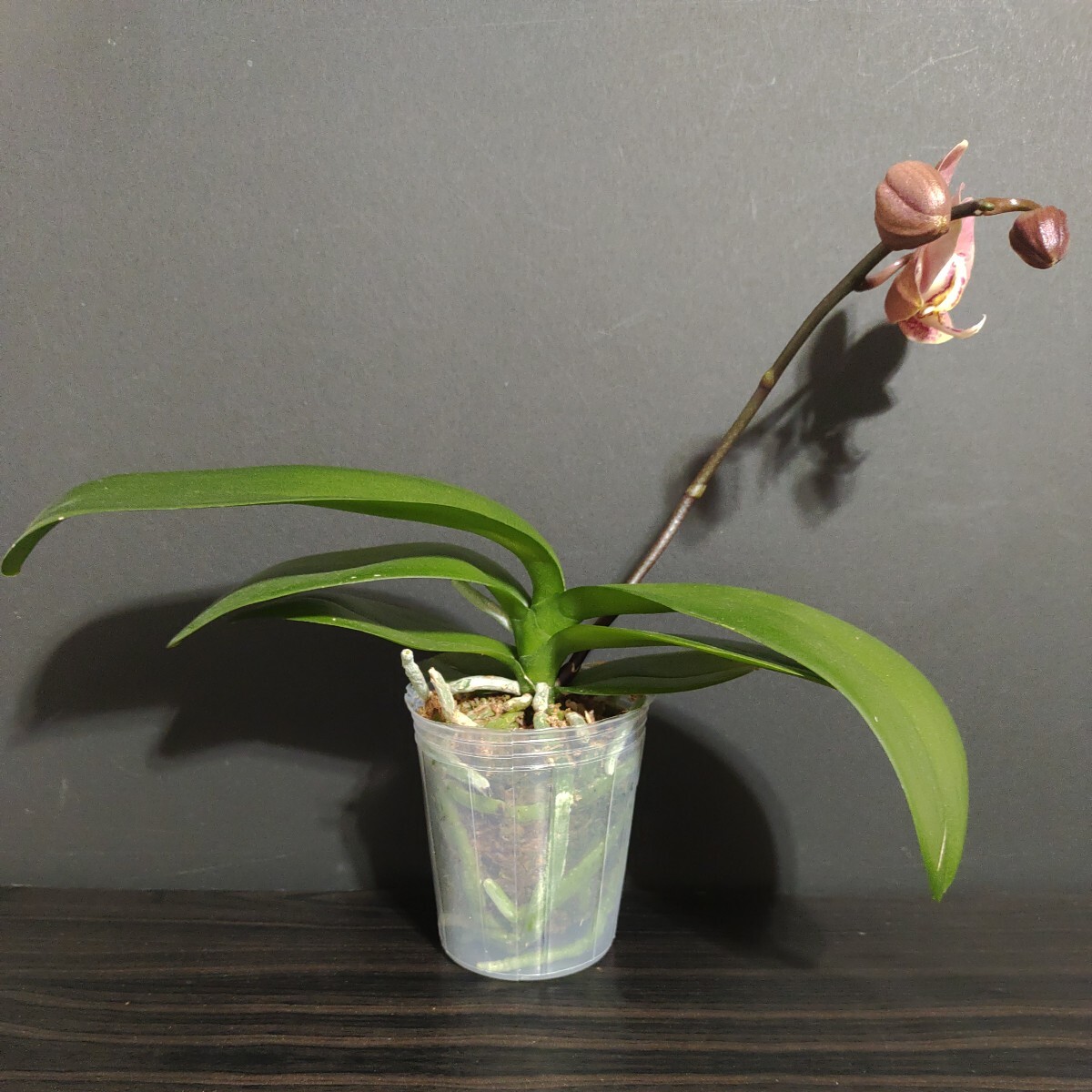 花芽あり Phal. Leco Fantastic 'Ll045-2' ファレノプシス レコ ファンタスティック'Ll045-2' 胡蝶蘭 洋蘭_画像3