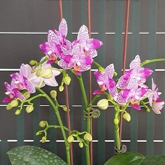 花芽あり2本立 芳香品種 Phal. Hualien Pink Galaxy '272' (peloric) ファレノプシス ホワリェン ピンクギャラクシー272の画像4