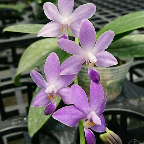 花芽あり 芳香品種 Phal. Purple Martin var. blue ファレノプシス パープルマーティン 青色変種 胡蝶蘭 洋蘭の画像4