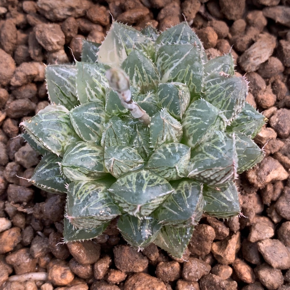 W216多肉植物ハオルチア 楼蘭錦 極上斑の画像3
