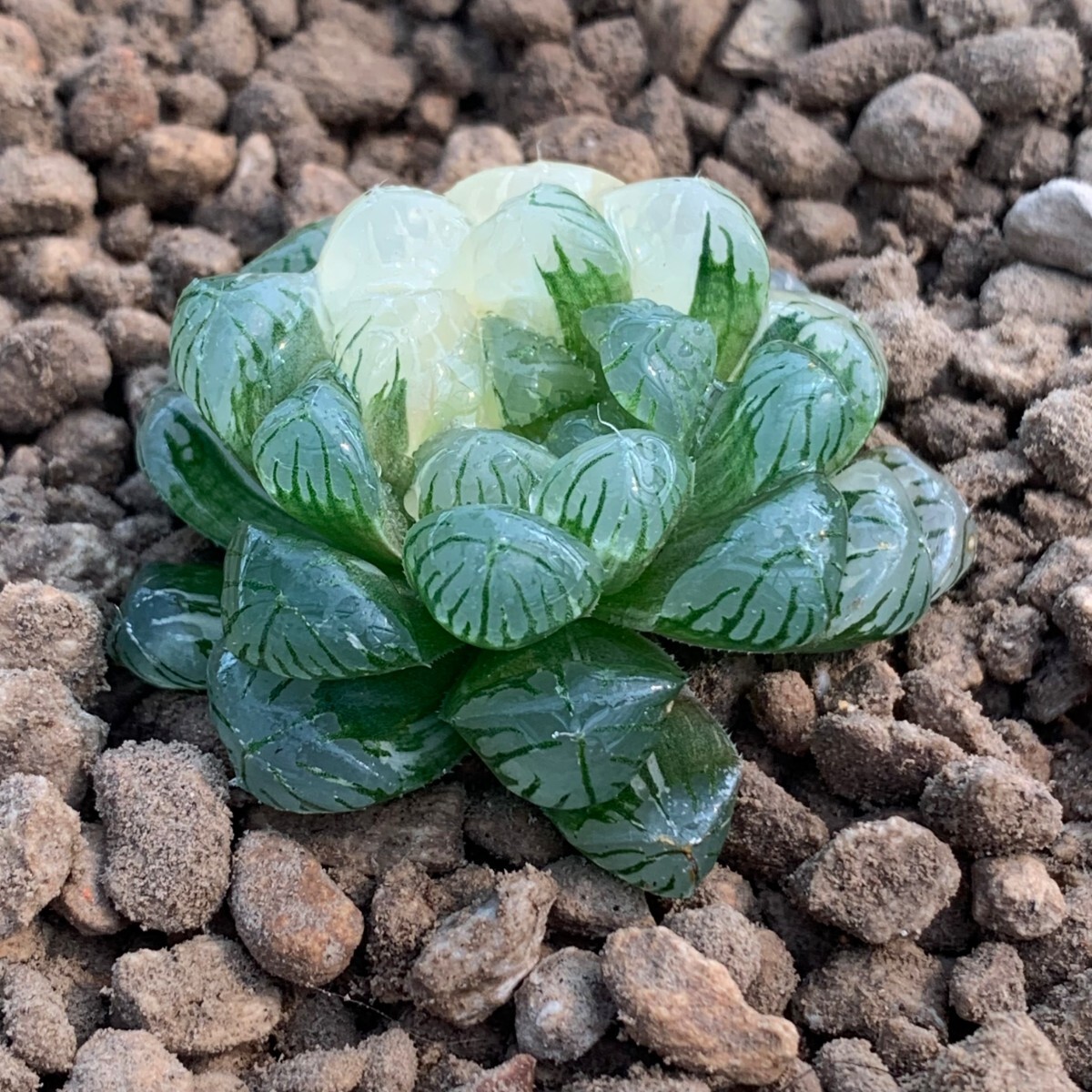 W330 実生氷灯オブツーサ錦 ハオルチア 多肉植物の画像3