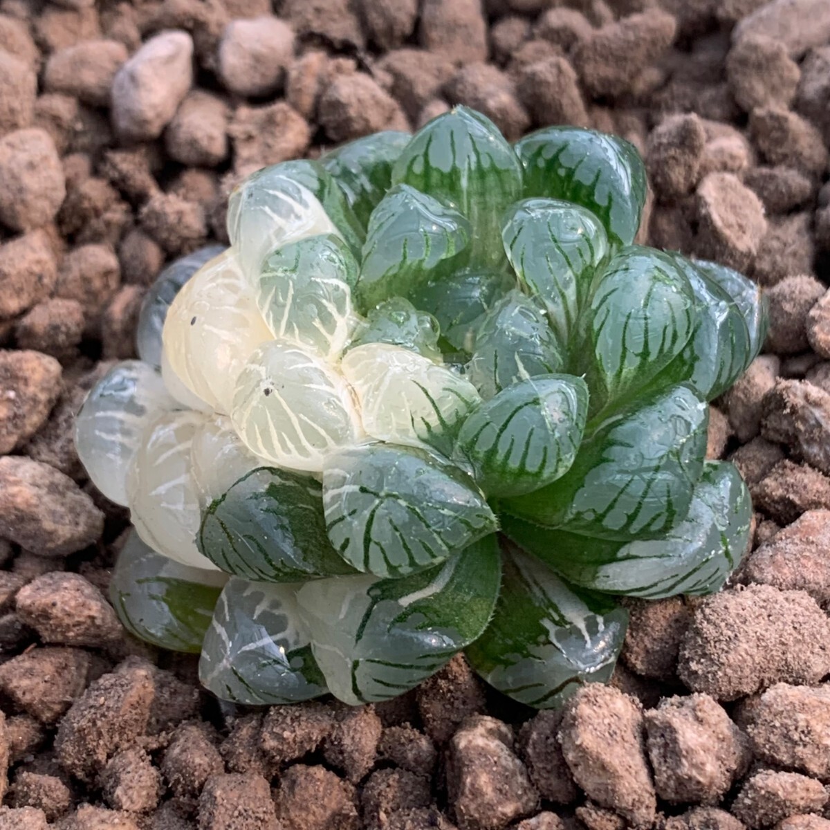W330 実生氷灯オブツーサ錦 ハオルチア 多肉植物の画像2