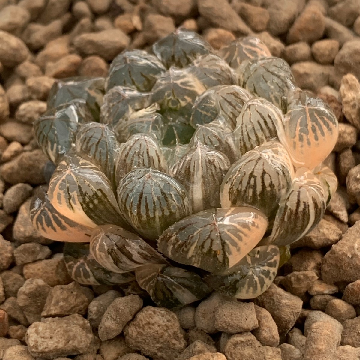 W418多肉植物　ハオルチア　ハオルシア　丸窓オブツーサ錦　極上斑　超美品_画像3