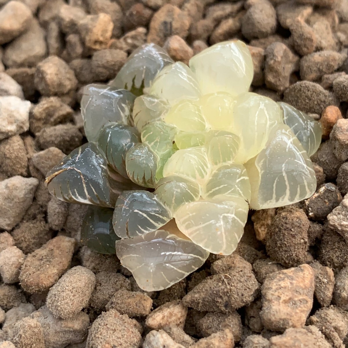 W349多肉植物 ハオルチア 奈良姫オブツーサ錦 超美品 糊斑の画像3