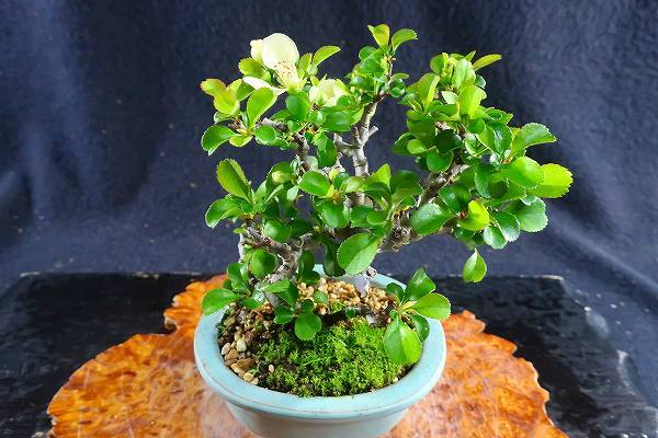 盆栽＜プチ盆栽、長寿梅(双幹)花、花芽付き(白花)樹高10cm＞棚出し_画像5