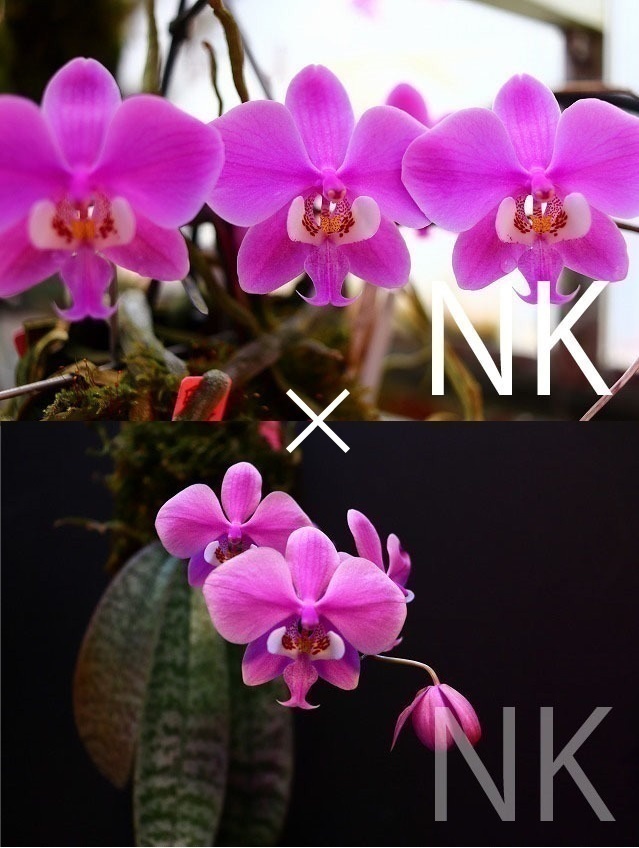 【NK】(P) Phal.schilleriana f.purpurea sib【洋蘭 ファレノプシス シレリアナ 胡蝶蘭】の画像1