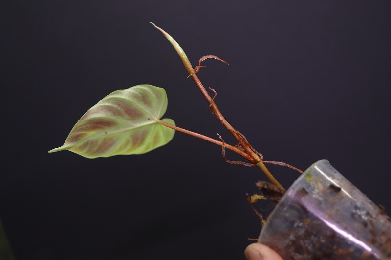 【NK】Philodendron verrucosum Fantasy【フィロデンドロン アンスリウム】の画像2