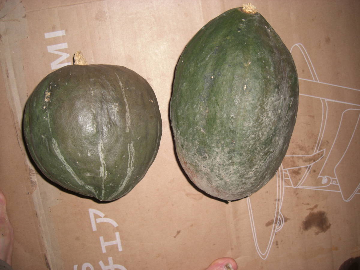 先祖伝来 伝統野菜  地場野菜  南瓜 かぼちゃ カボチャ  種  １０個の画像2