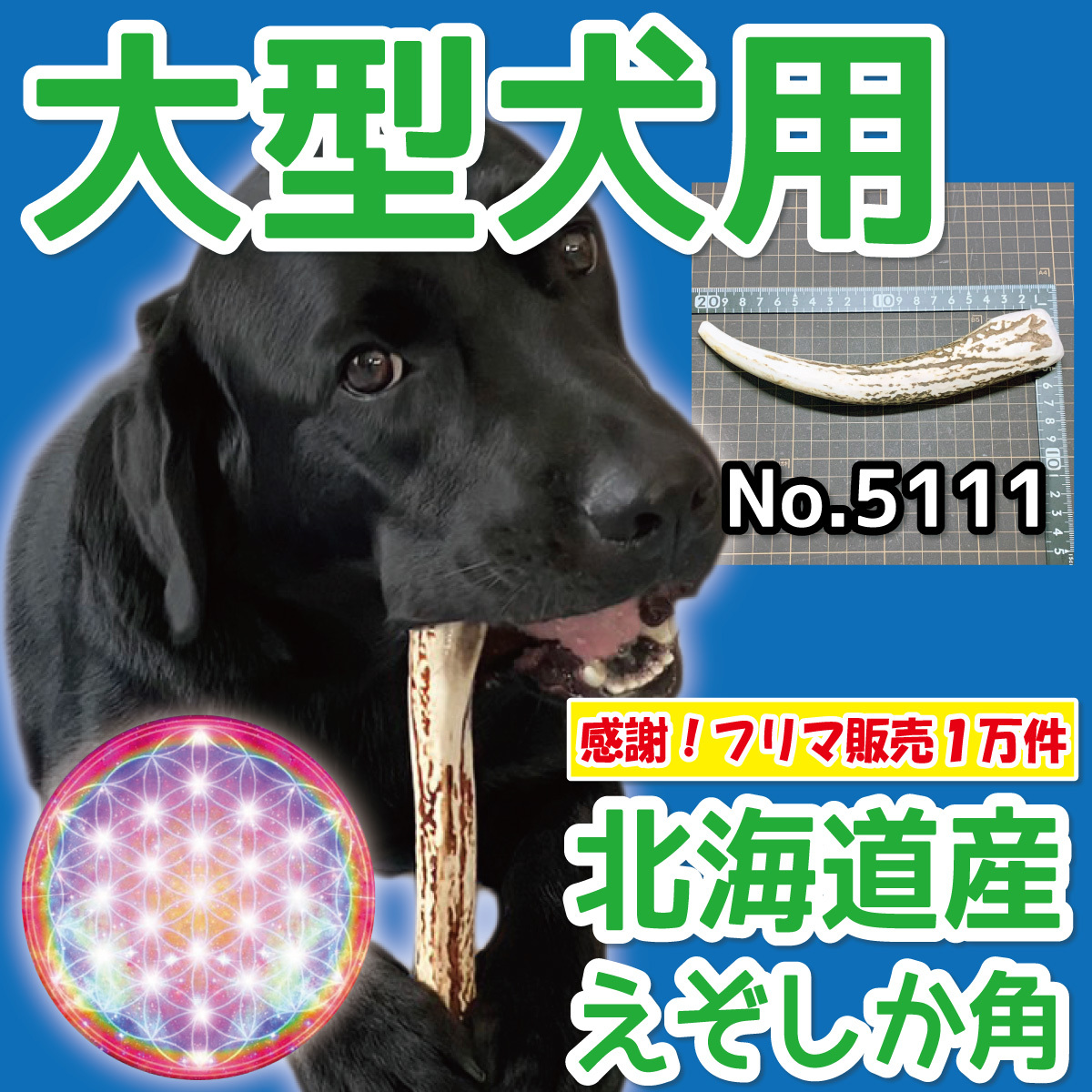 ■ 大型犬用 ■ 天然 北海道産 蝦夷鹿の角 ■ 1本 ■ 犬のおもちゃ ■ 無添加 エゾシカ ツノ 鹿の角 犬 51112_画像1