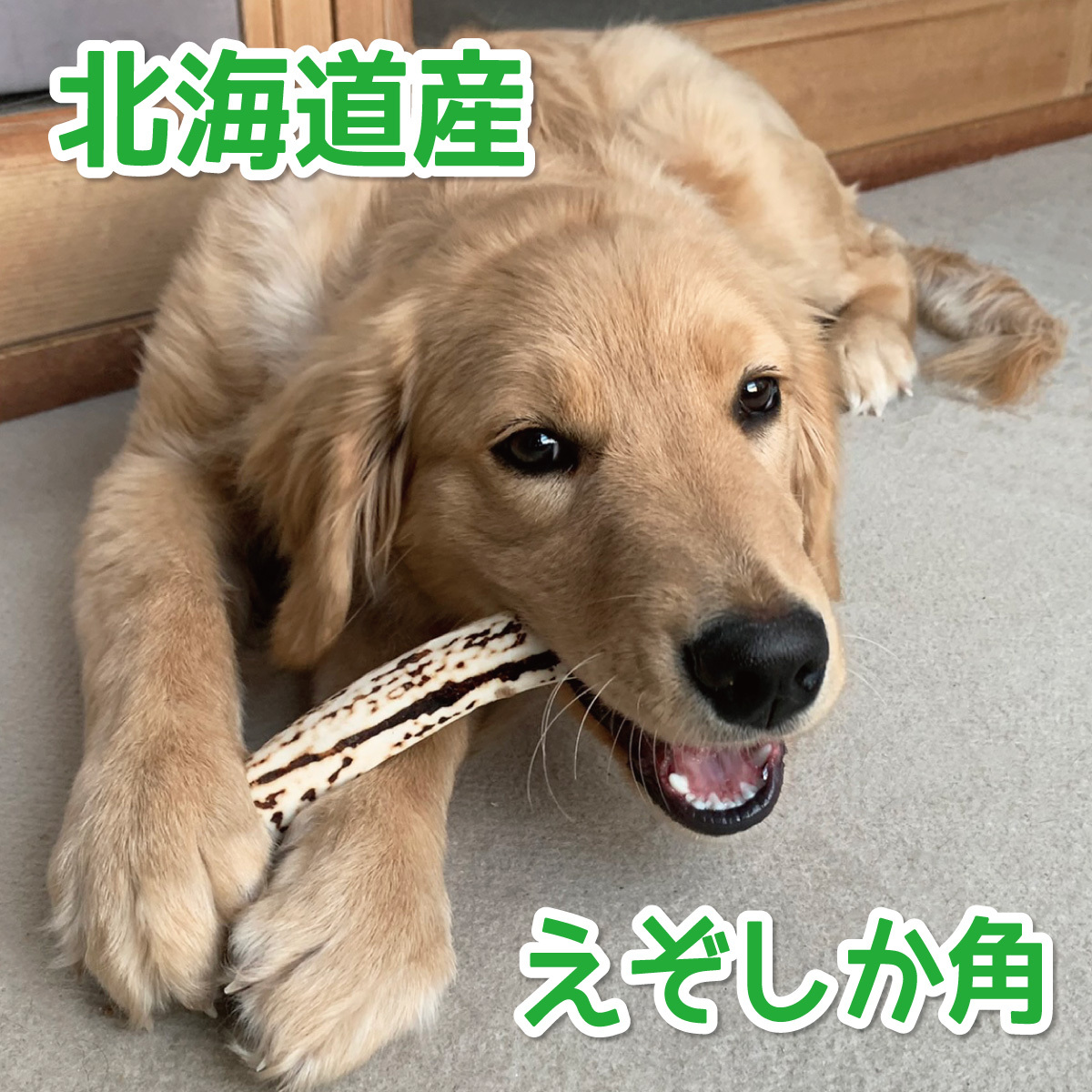 ■ 大型犬用 ■ 天然 北海道産 蝦夷鹿の角 ■ 1本 ■ 犬のおもちゃ ■ 無添加 エゾシカ ツノ 鹿の角 犬 51112